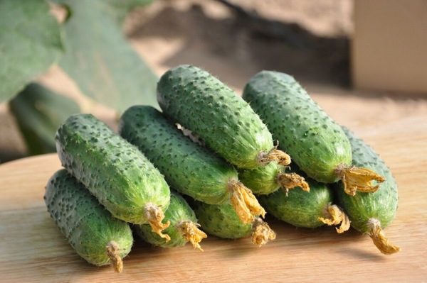 concombre variété Spino f1
