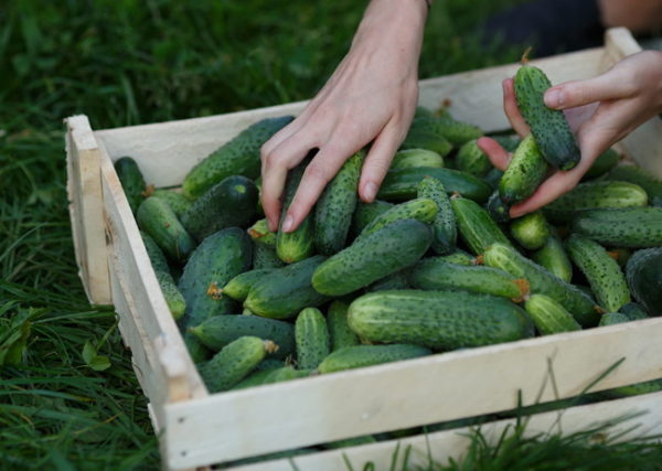 raccolta di cetrioli