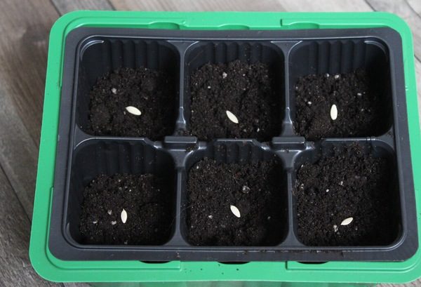 sowing seeds