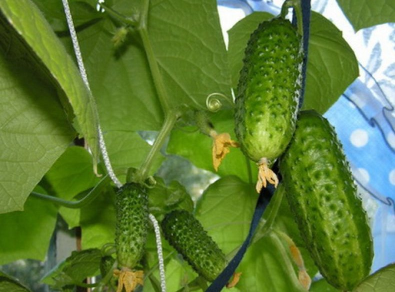 Pepinos Zanachka f1