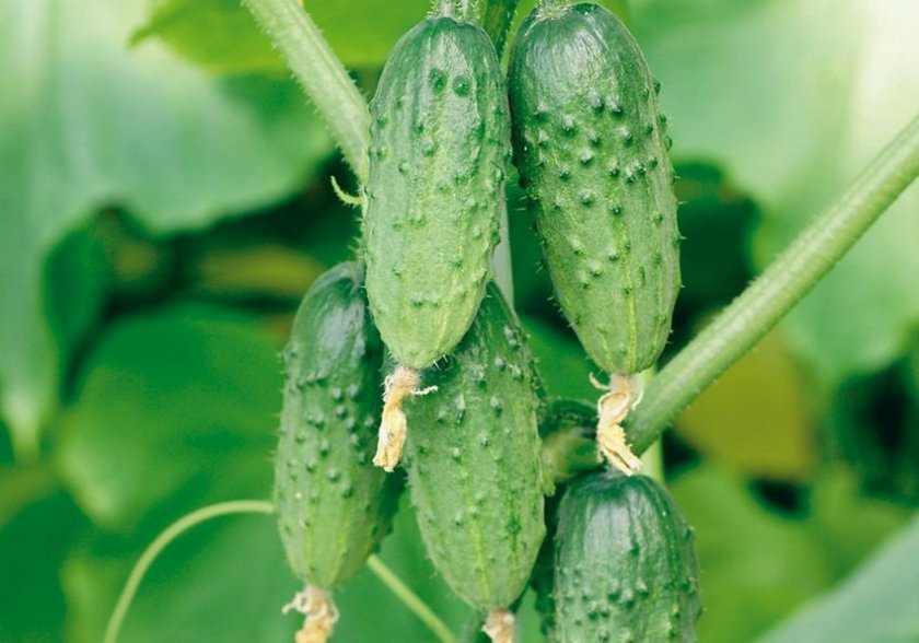 Pepinos Podmoskovnye Vechera f1