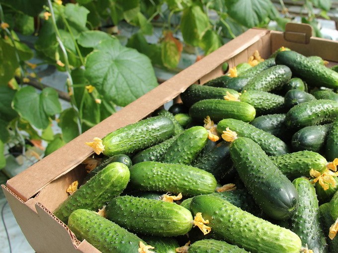 Picking cucumbers