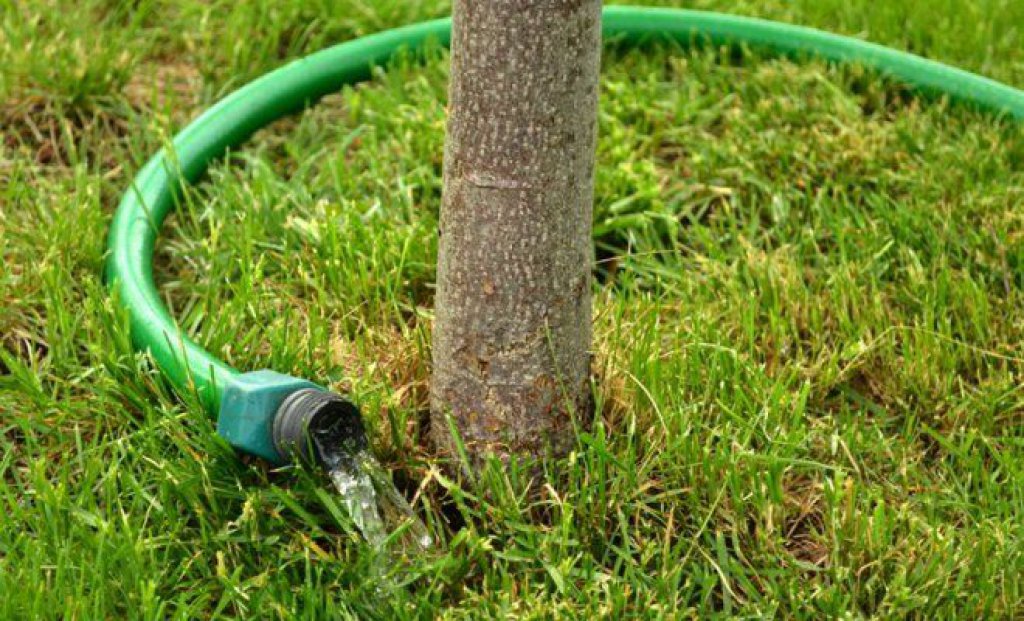 Feuchtigkeitsaufladende Bewässerung eines Baumes