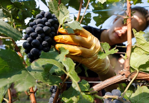 Regeln für die Weinlese