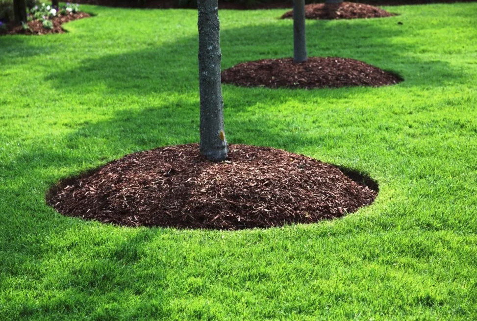 Cerchi del tronco dell'albero