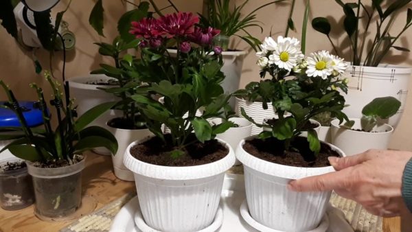 propagation du chrysanthème