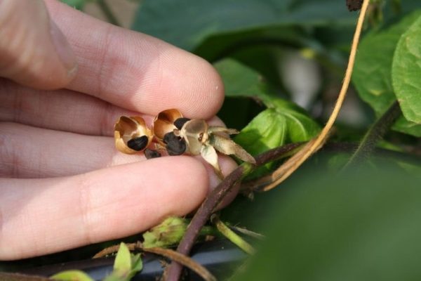 bindweed seeds