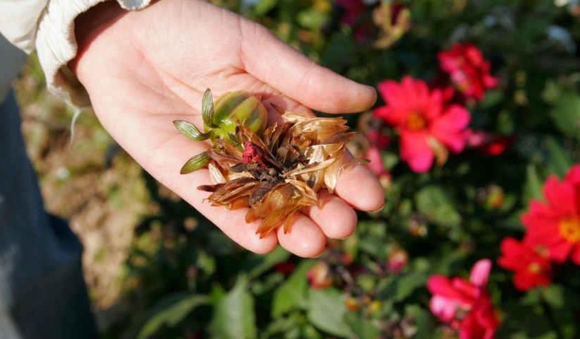 collect flower seeds