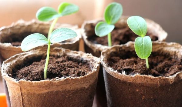 jeunes plants de concombre