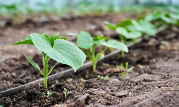 planter des semis dans le sol