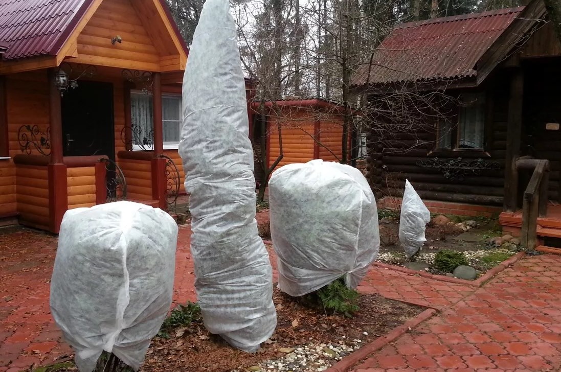 How to protect thuja from frost
