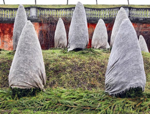 How to protect thuja from frost
