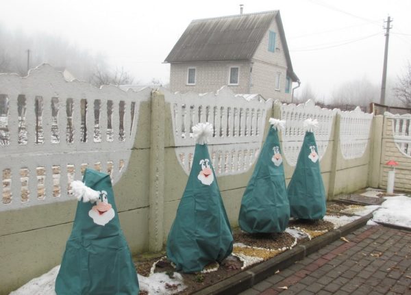 How to protect thuja from frost