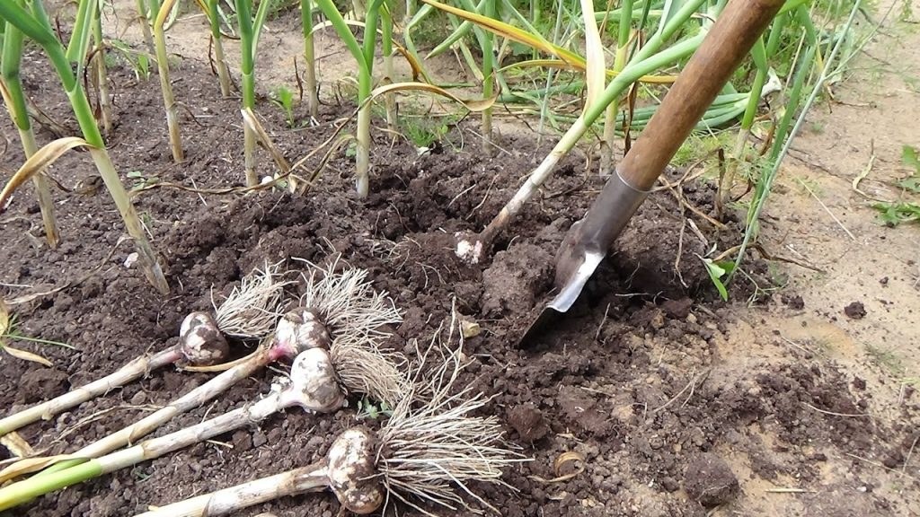 Knoblauchernte
