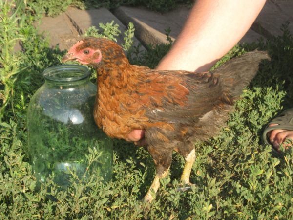 farbiges Broiler