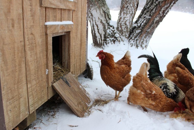 poulailler d'hiver