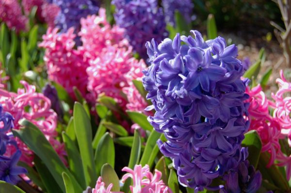 Blaue Hyazinthe