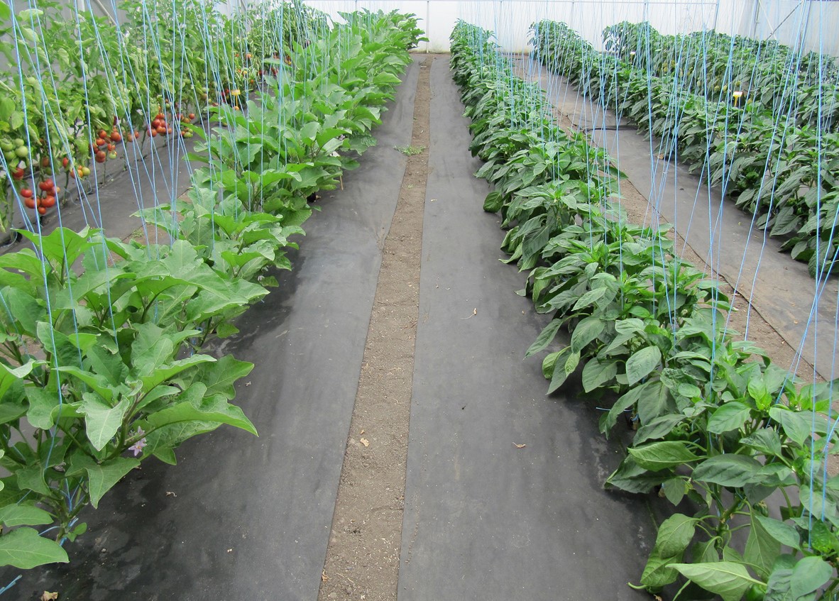 Agrofibre