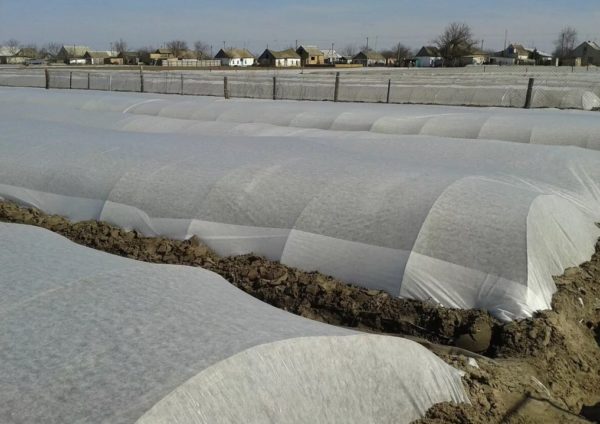 Agrofibre