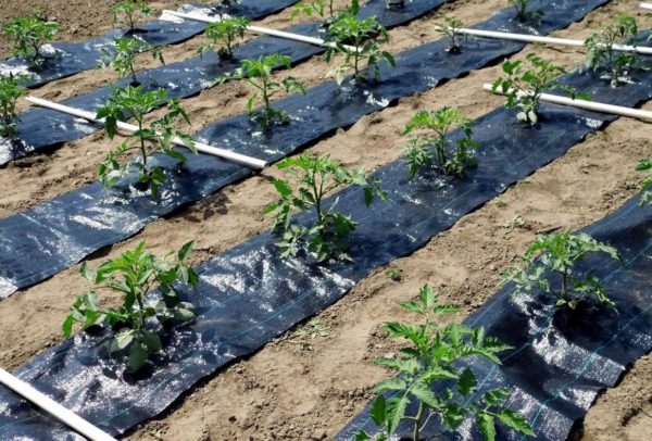 Agrofibre