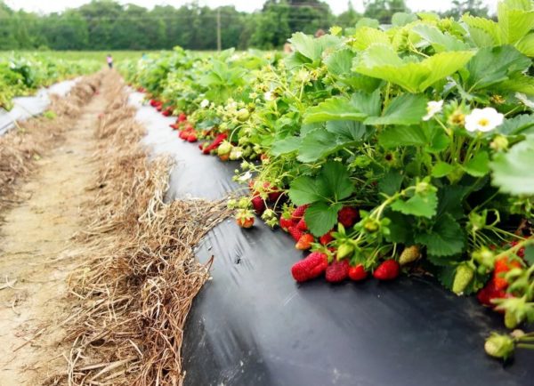 Agrofibre