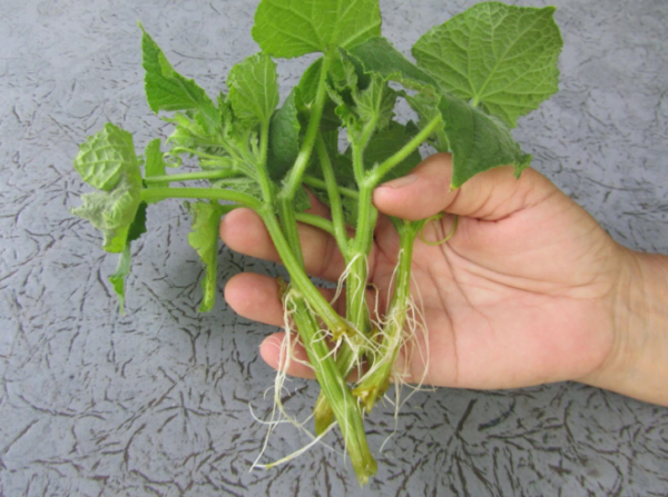 figliastri