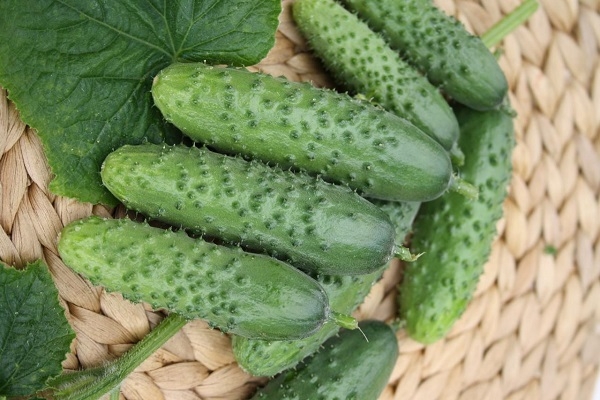 Cetrioli Borisych f1