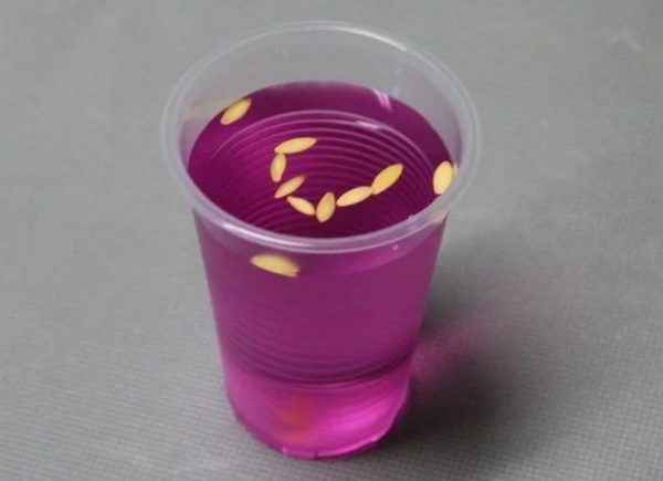 semi in una soluzione di permanganato di potassio