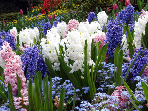 Zwiebelblumen