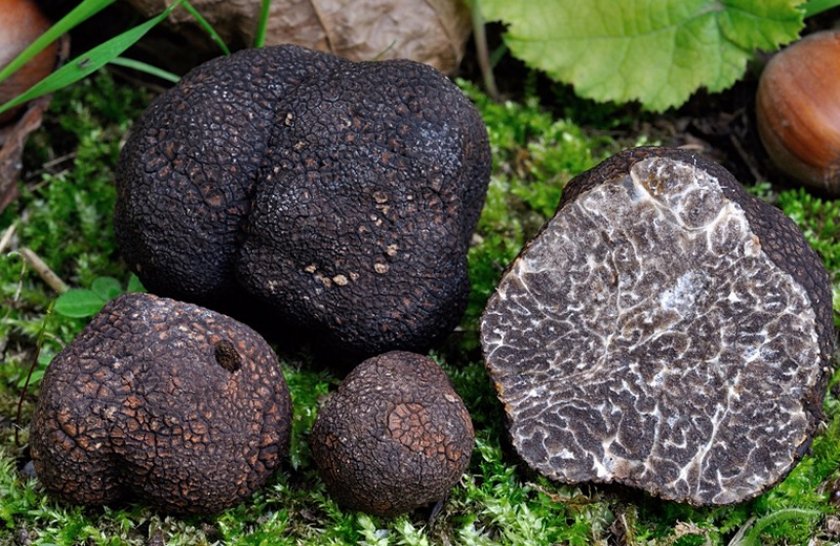 champignon truffier