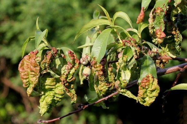 Arricciatura delle foglie di pesco