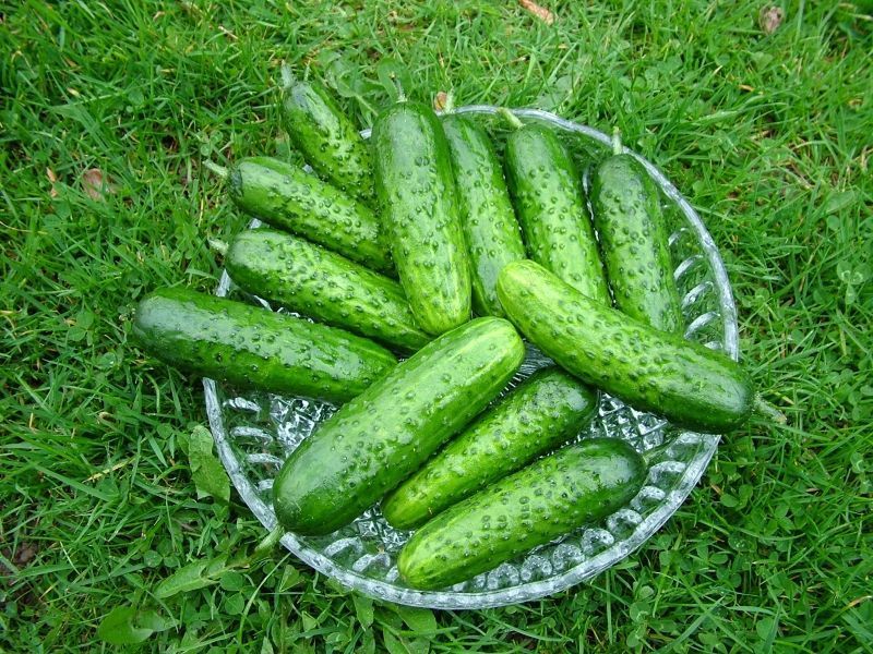 Gurken Lastochka f1