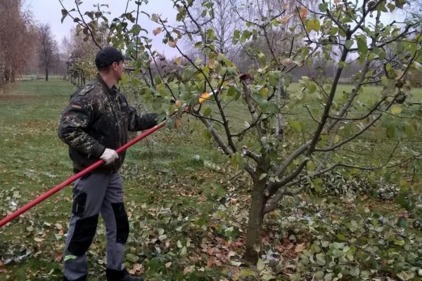 Pruning peach trees in spring