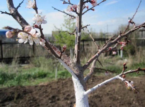 Pruning peach trees in spring