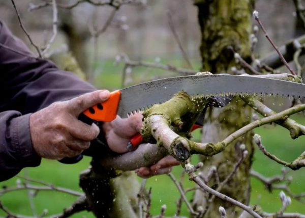 Pruning peach trees in spring