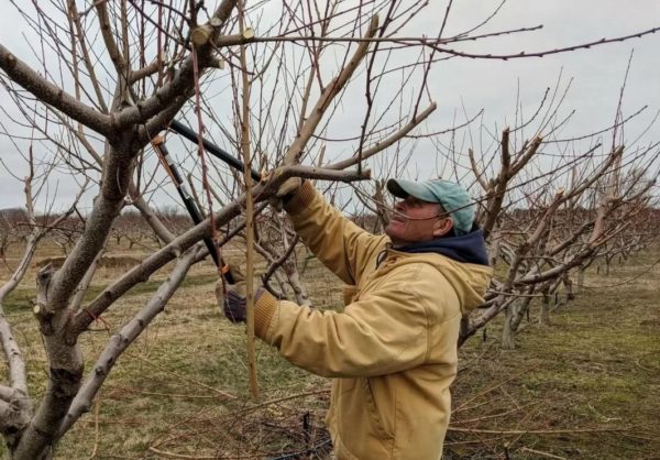 Pruning peach trees in spring