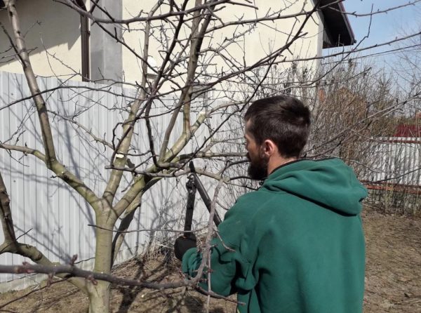 Pruning peach trees in spring