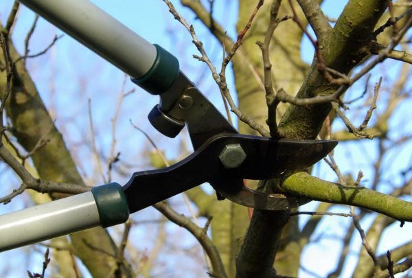 Pruning peach trees in spring