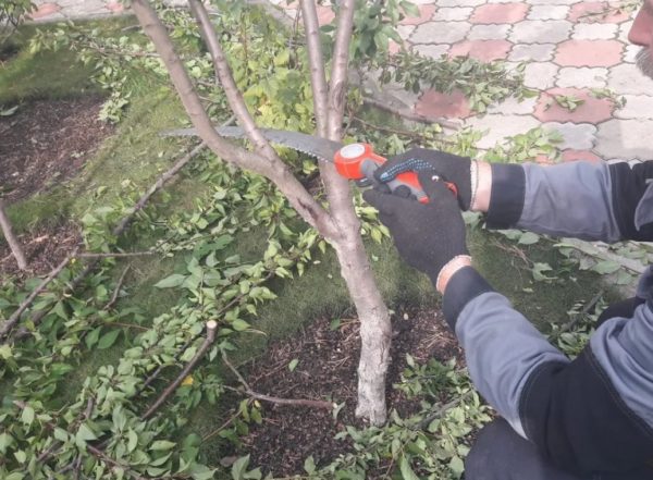 Pruning peach trees in spring
