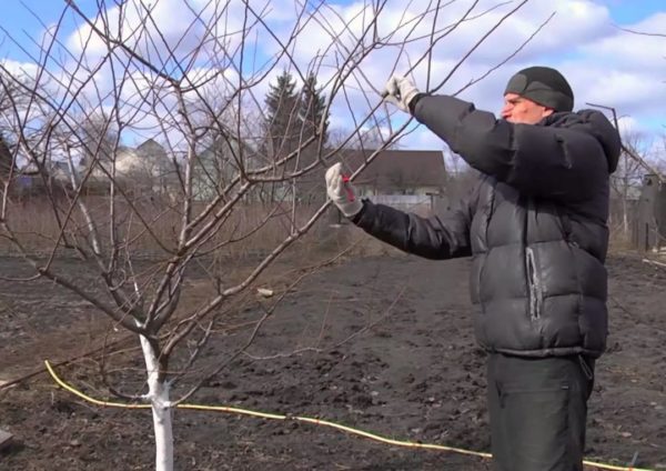 Pruning peach trees in spring