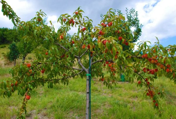 Pruning peach trees in spring
