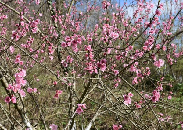 Pruning peach trees in spring