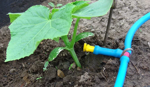 Irrigation goutte à goutte