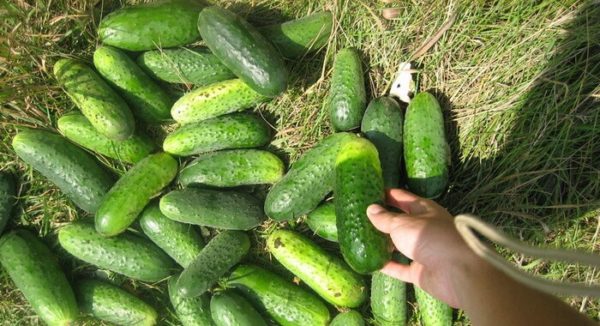 Conservation des concombres