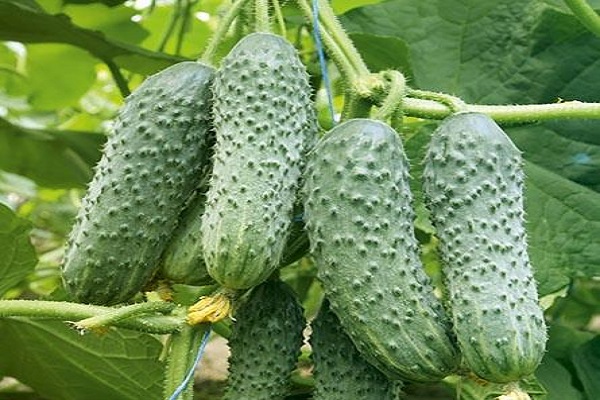 variété de concombre Vyatsky