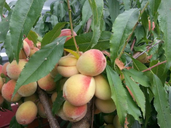 peach diseases