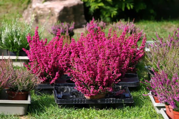 erica in giardino