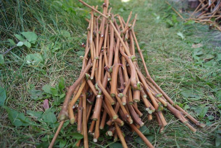photo de boutures de vigne
