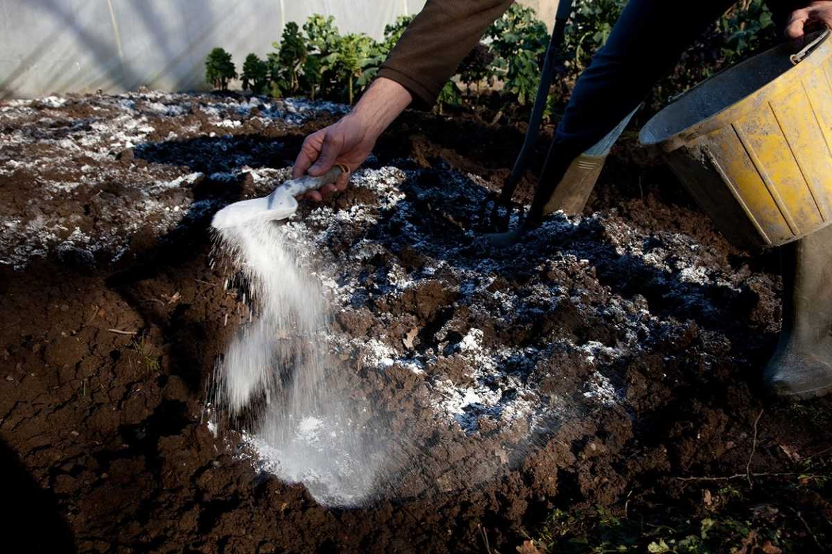 لماذا نرش التربة بالجير؟