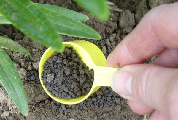 fertilisation des pivoines